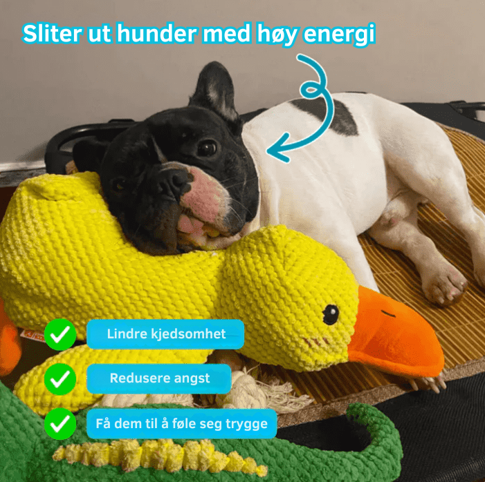 SnuggleQuack – Beroligende Lyder for en Stressfri Hund