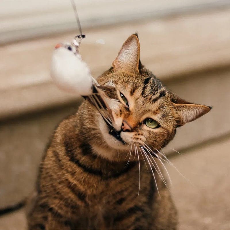 PurrChase Bird Toy – Interaktiv jaktsimulering for katter
