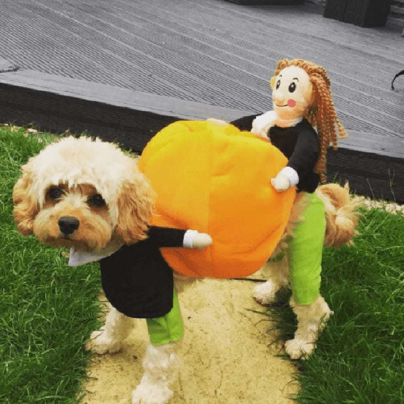 Hund Gresskar Halloween-kostyme – Morsomt og Behagelig Antrekk for Små, Middels og Store Hunder