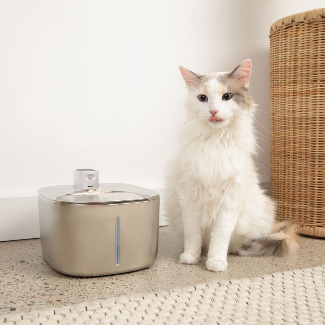 Sipurr™ | Kattfontene