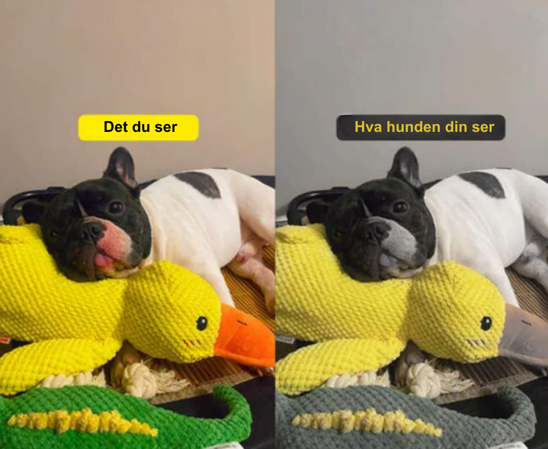 SnuggleQuack – Beroligende Lyder for en Stressfri Hund
