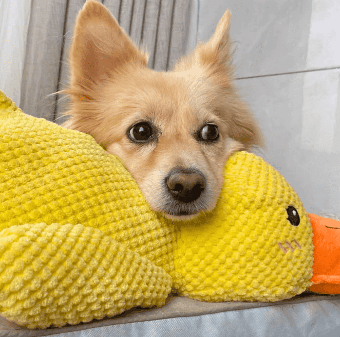 SnuggleQuack – Beroligende Lyder for en Stressfri Hund