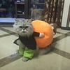 Hund Gresskar Halloween-kostyme – Morsomt og Behagelig Antrekk for Små, Middels og Store Hunder