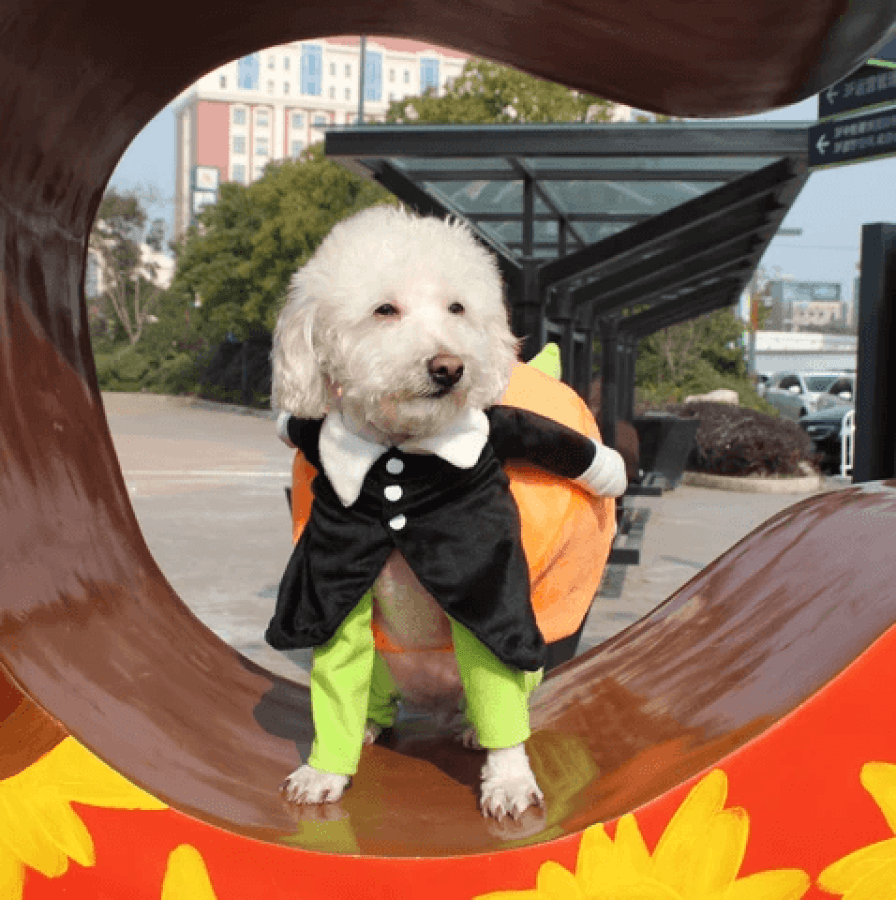 Hund Gresskar Halloween-kostyme – Morsomt og Behagelig Antrekk for Små, Middels og Store Hunder