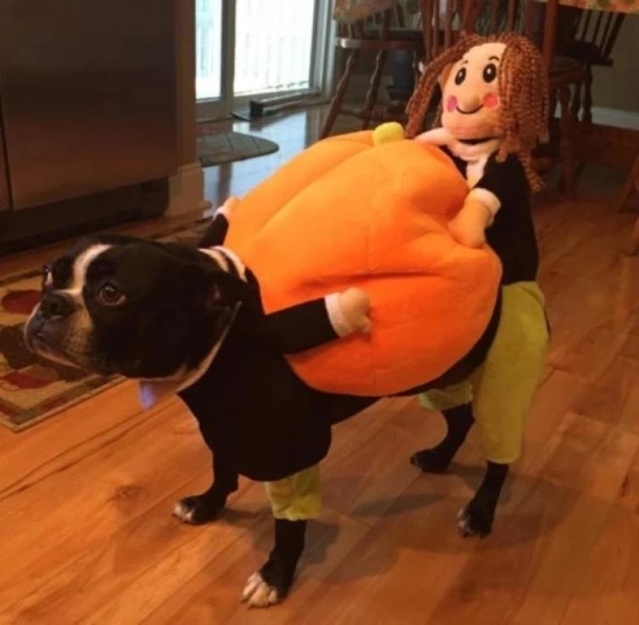 Hund Gresskar Halloween-kostyme – Morsomt og Behagelig Antrekk for Små, Middels og Store Hunder
